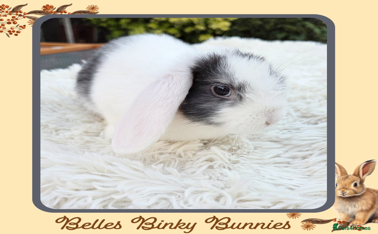 Mini Lop rabbits - Advert 6
