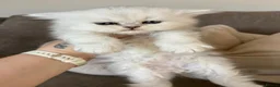 Persian cats for sale: Persian kittens *1 BOY AVAILABLE* - Advert 5