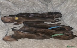 Miniature Dachshund dogs for sale: Miniature dachshund  - Image 1