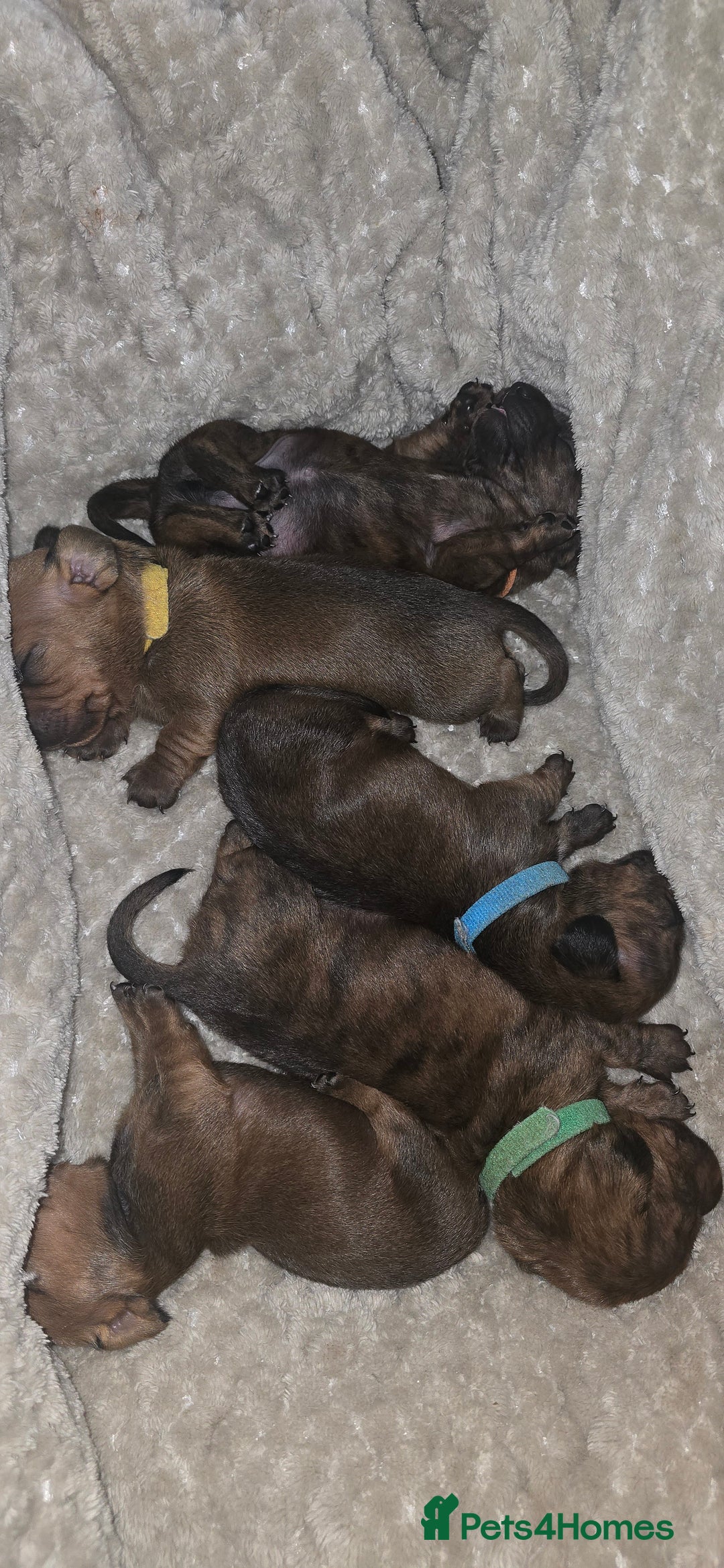 Miniature Dachshund dogs for sale: Miniature dachshund  - Image 1