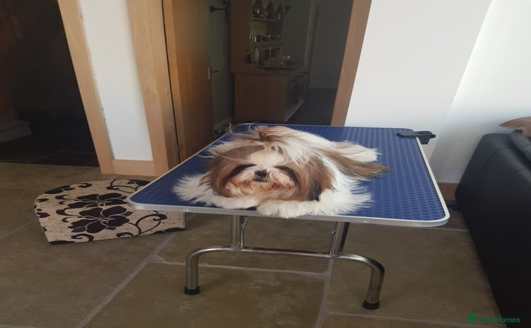 Shih Tzu dogs - Advert 6