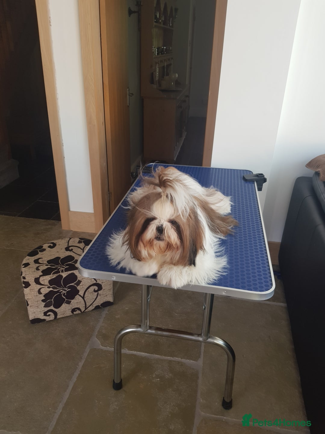 Shih Tzu dogs for stud: Proven Stud dog - Image 1