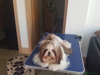 Shih Tzu dogs - Advert 8