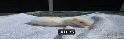 Ferret rodents for sale: New Kits Ready To Go  - Advert 10
