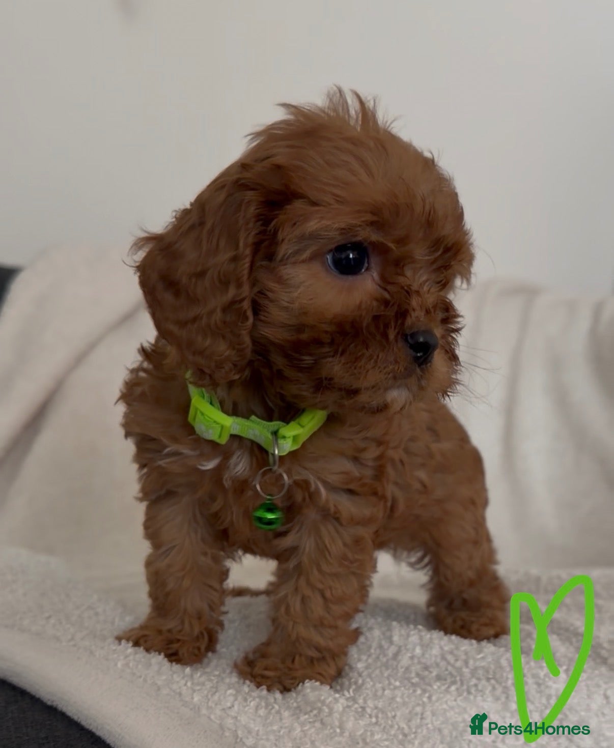 Cavapoo dogs Ready now. F1 Cavapoo puppies 🤎🐾  - Advert 18