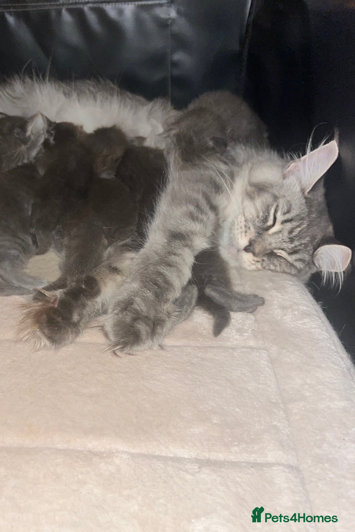 Maine Coon cats GCCF Maine Coon Kittens  - Advert 1