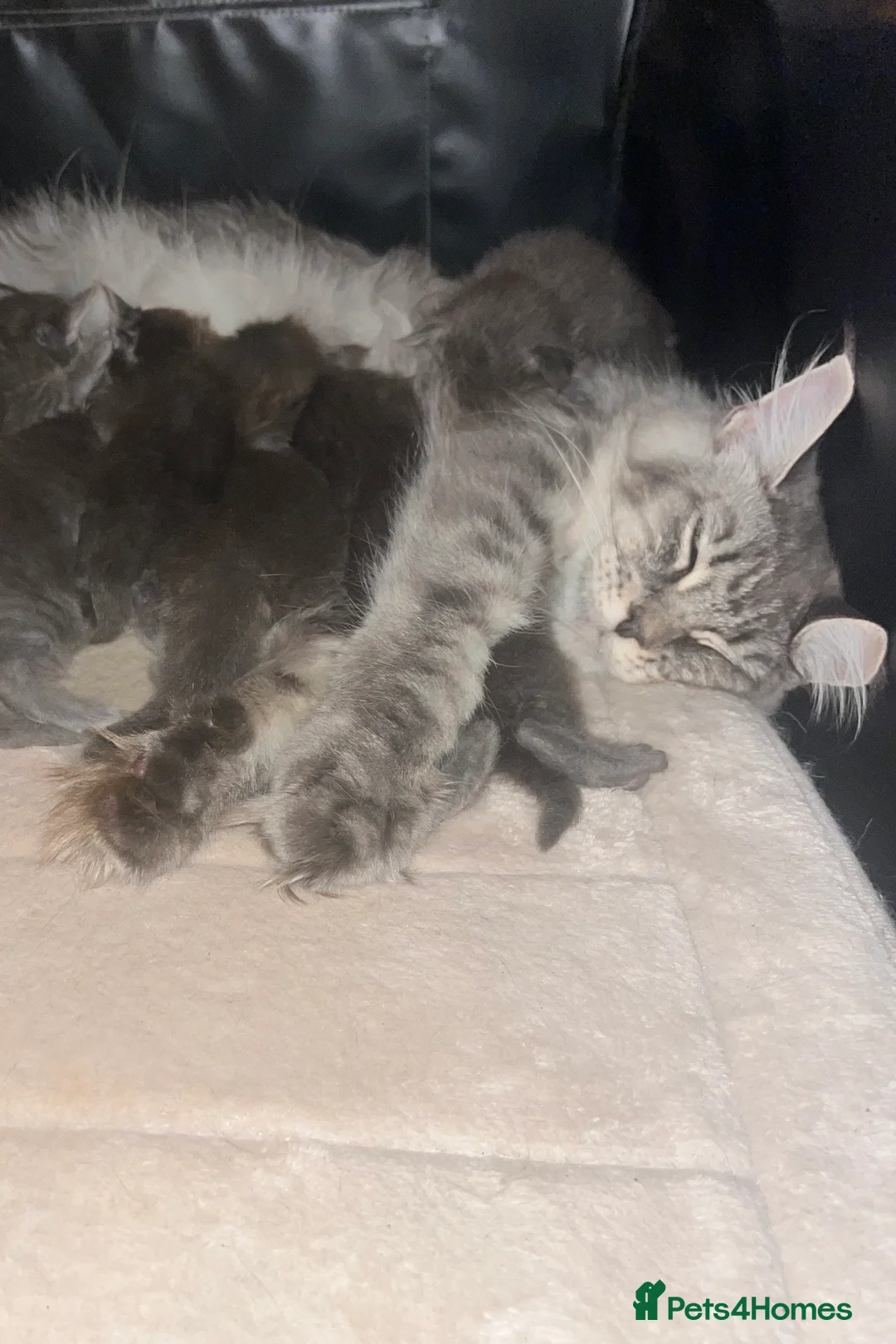 Maine Coon cats for sale: GCCF Maine Coon Kittens  - Advert 1