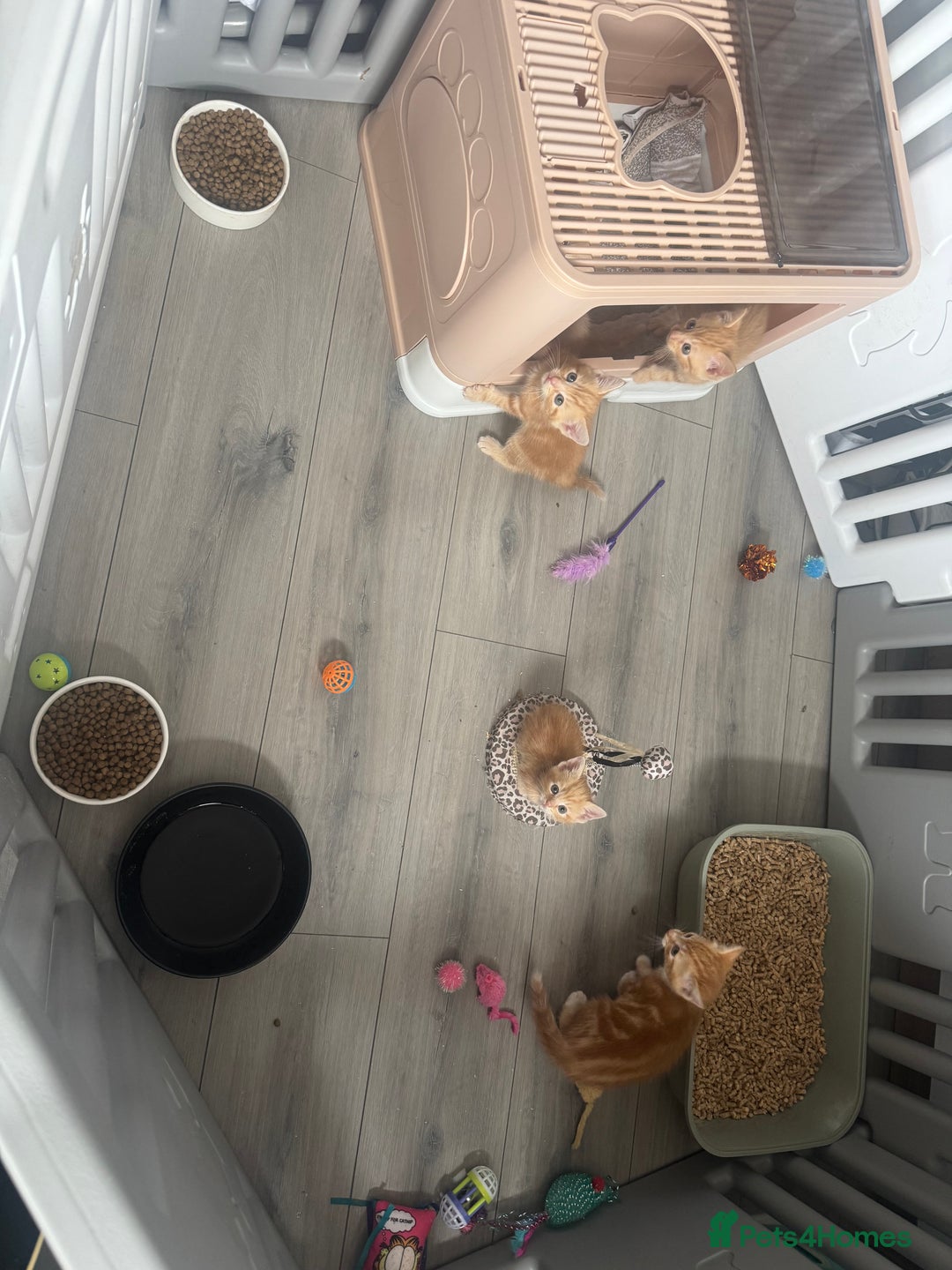 Domestic Shorthair cats for sale: Ginger kittens  - Image 6