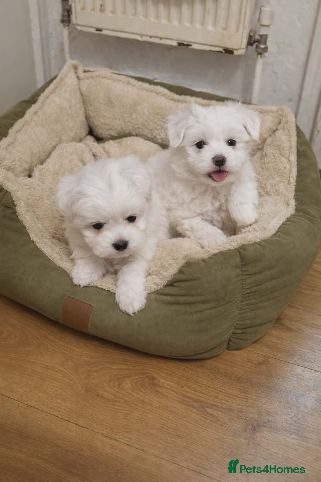 Maltese dogs Maltese girl  - Advert 11