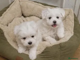 Maltese dogs Maltese girl - Advert 11