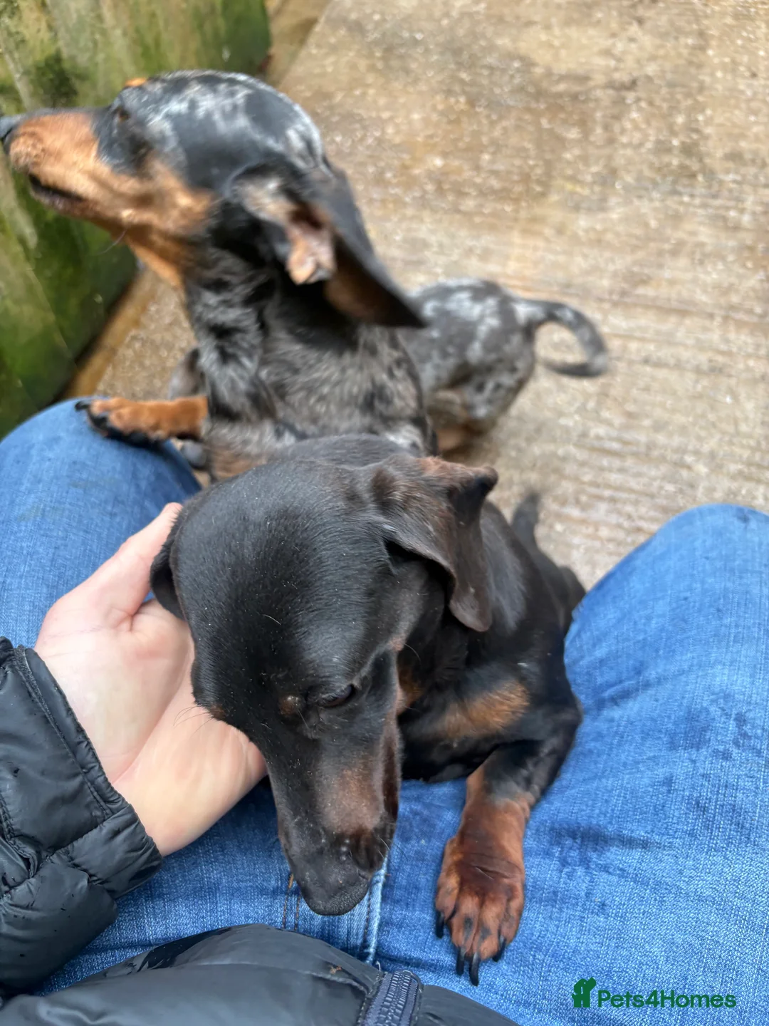 Miniature Dachshund dogs for sale: 3 dachshund for sale in Runcorn - Advert 5
