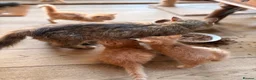 Persian cats for sale: BEAUTIFUL PERSIAN X KITTENS READY NOW - Advert 6