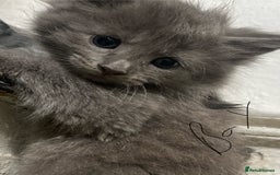 Mixed Breed cats for sale: Tabby and grey kittens  - Image 8