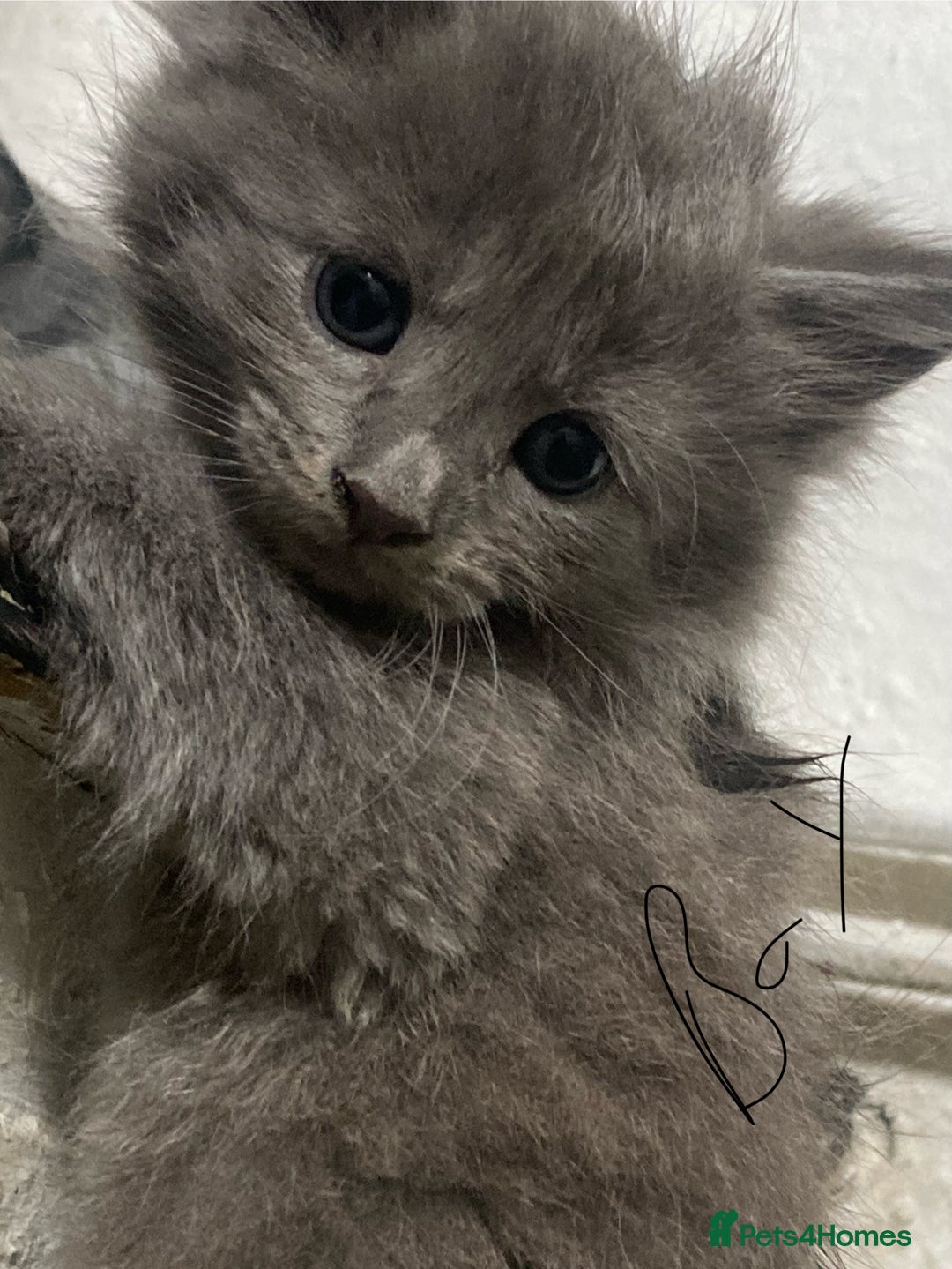 Mixed Breed cats for sale: Tabby and grey kittens  - Image 8