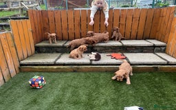 Cavapoo dogs for sale: Stunning litter of F1 Cavapoo pups - Advert 9