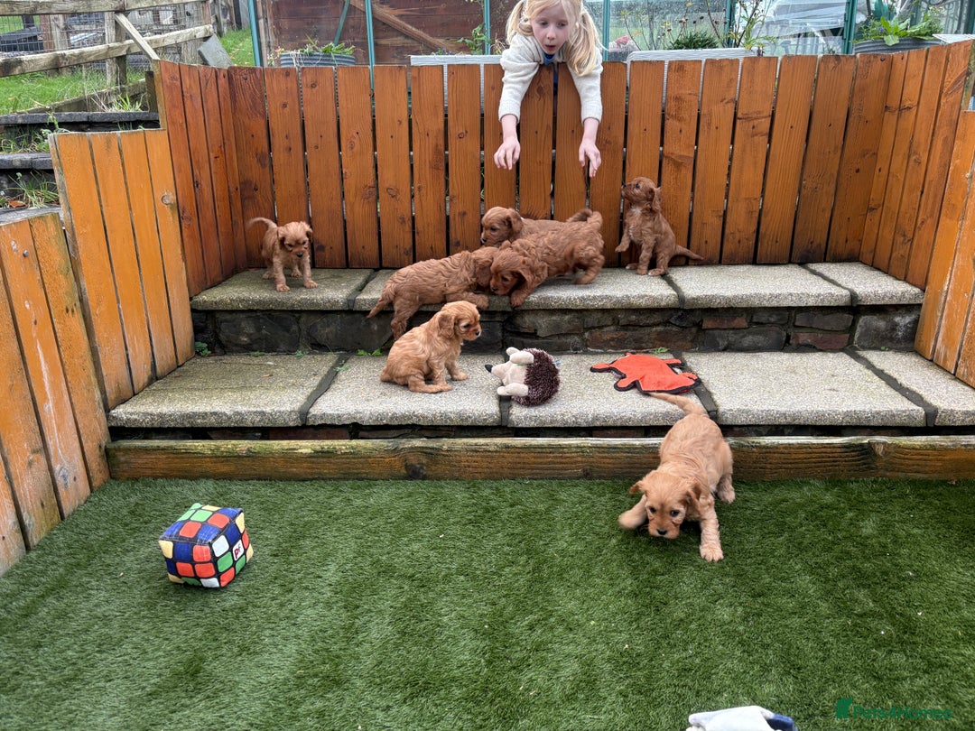 Cavapoo dogs for sale: Stunning litter of F1 Cavapoo pups - Advert 9