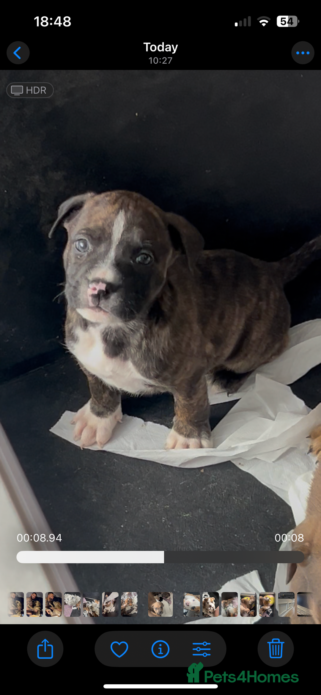 Mixed Breed dogs for sale: Absolutely beautiful litter of 11 pups  - Image 8