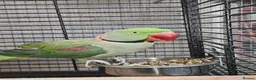Parrots birds for sale: PARROTS/AMAZONS/PARAKEETS  - Advert 13