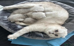 Scottish Fold cats for sale: TICA Active Queen  - Image 4
