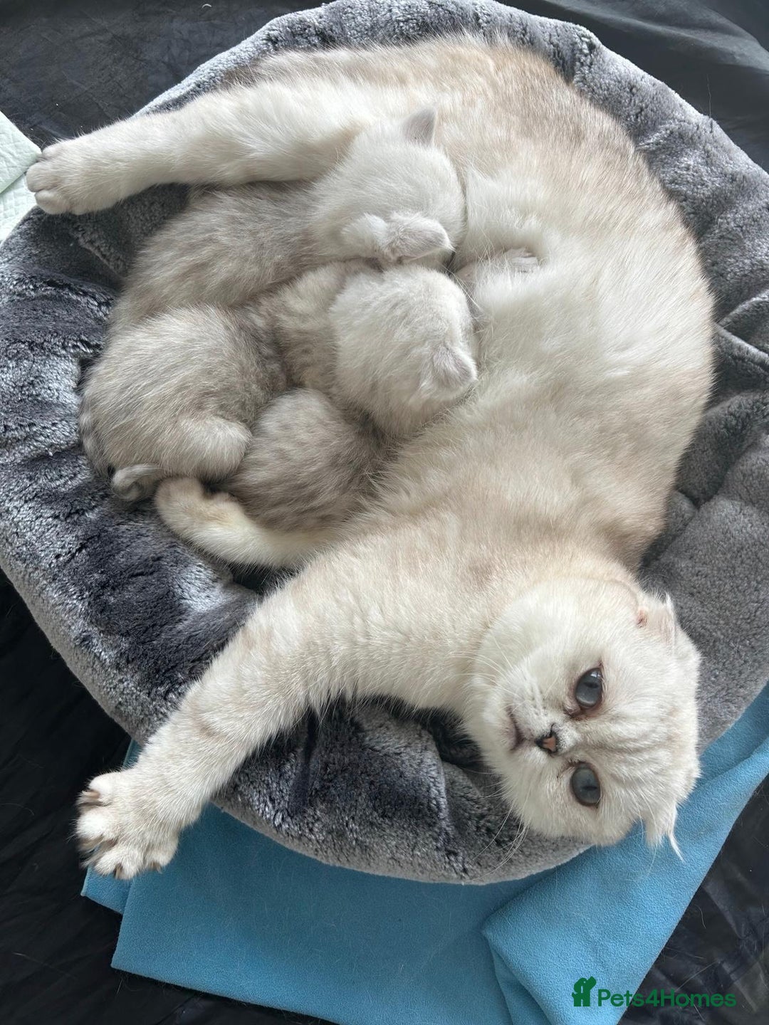 Scottish Fold cats for sale: TICA Active Queen  - Image 4