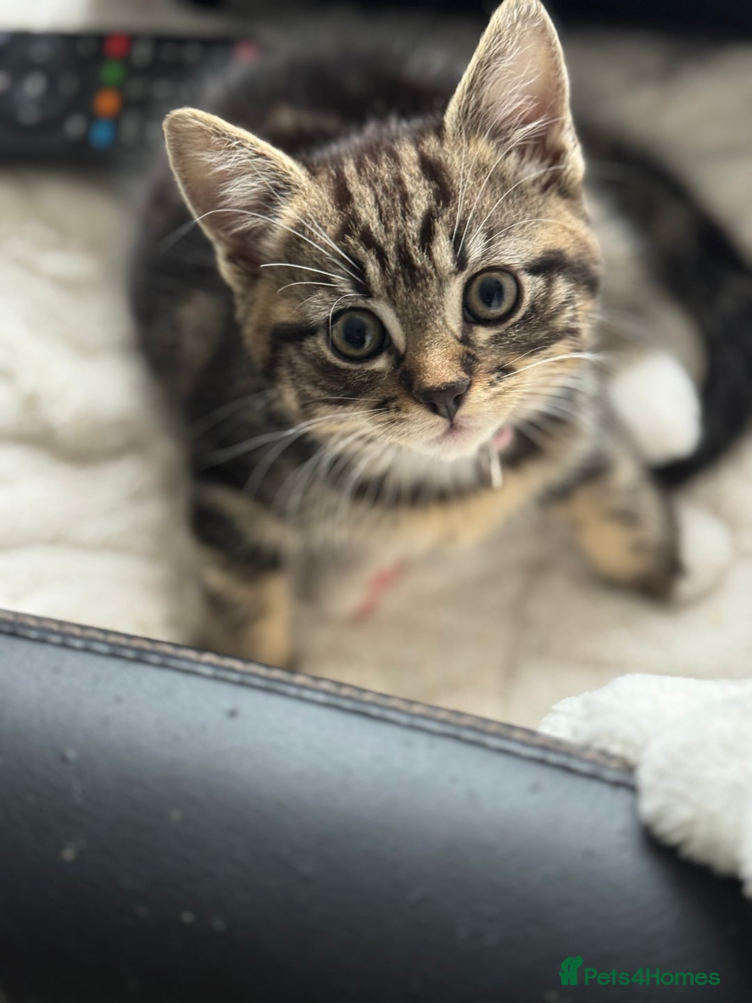 Mixed Breed cats for sale: Adorable kittens  - Image 1
