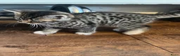 Mixed Breed cats for sale: Gorgeous half Siberian kittens - Advert 20