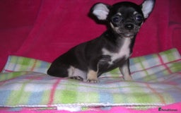 Chihuahua dogs for sale: Pedigree Chihuahua puppies - Image 4