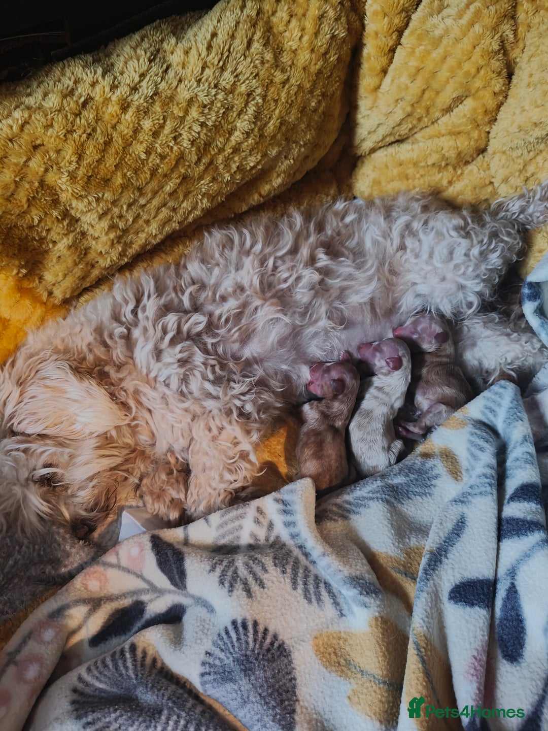 Maltipoo dogs for sale: F1B Toy Maltipoo  - Image 24