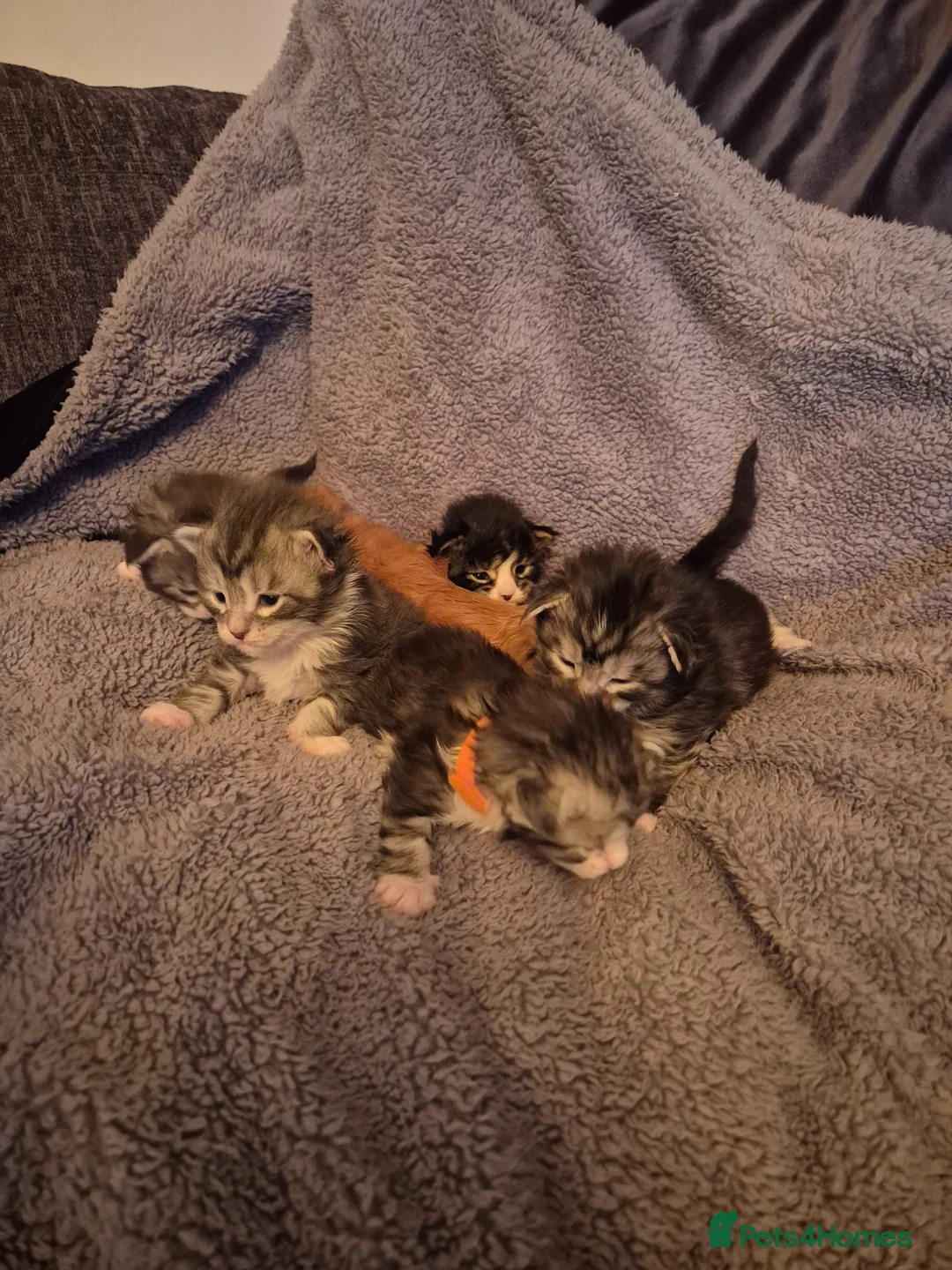 Maine Coon cats for sale: Adorable mainecoon kittens  - Advert 2