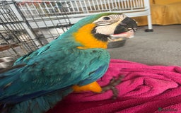 Macaws birds for sale: Hand reared blue & gold Macaw Chick - Image 1