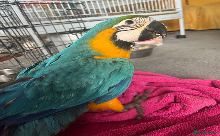 Macaws birds - Advert 4