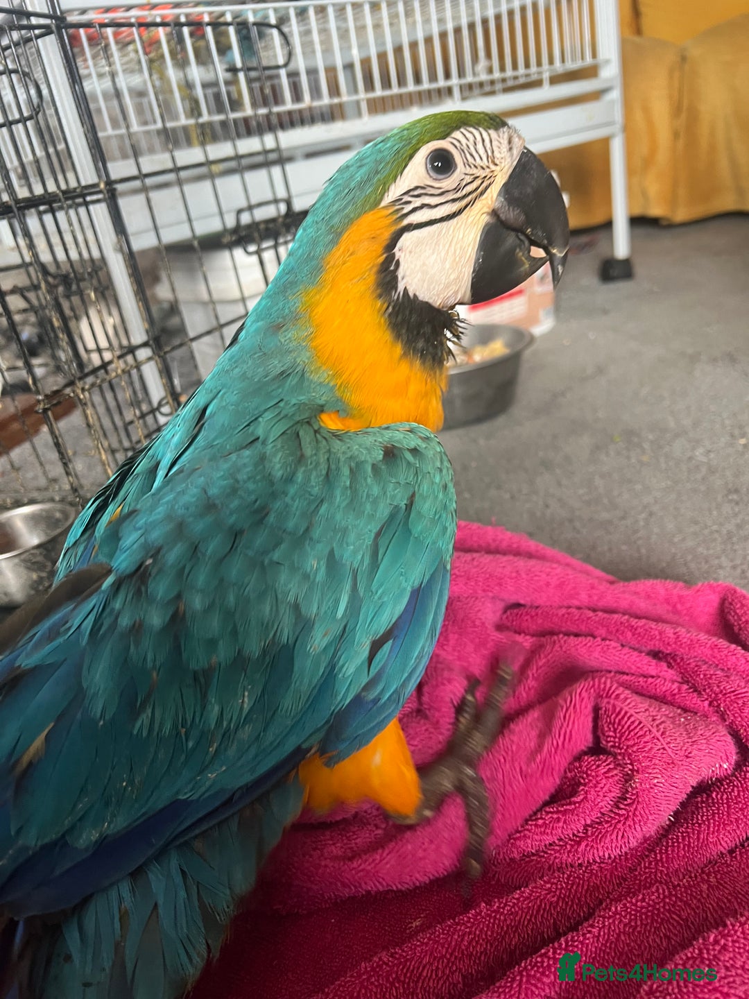 Macaws birds for sale: Hand reared blue & gold Macaw Chick - Image 1