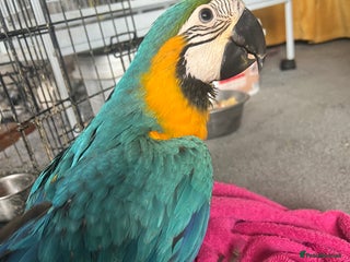 Macaws birds - Advert 6