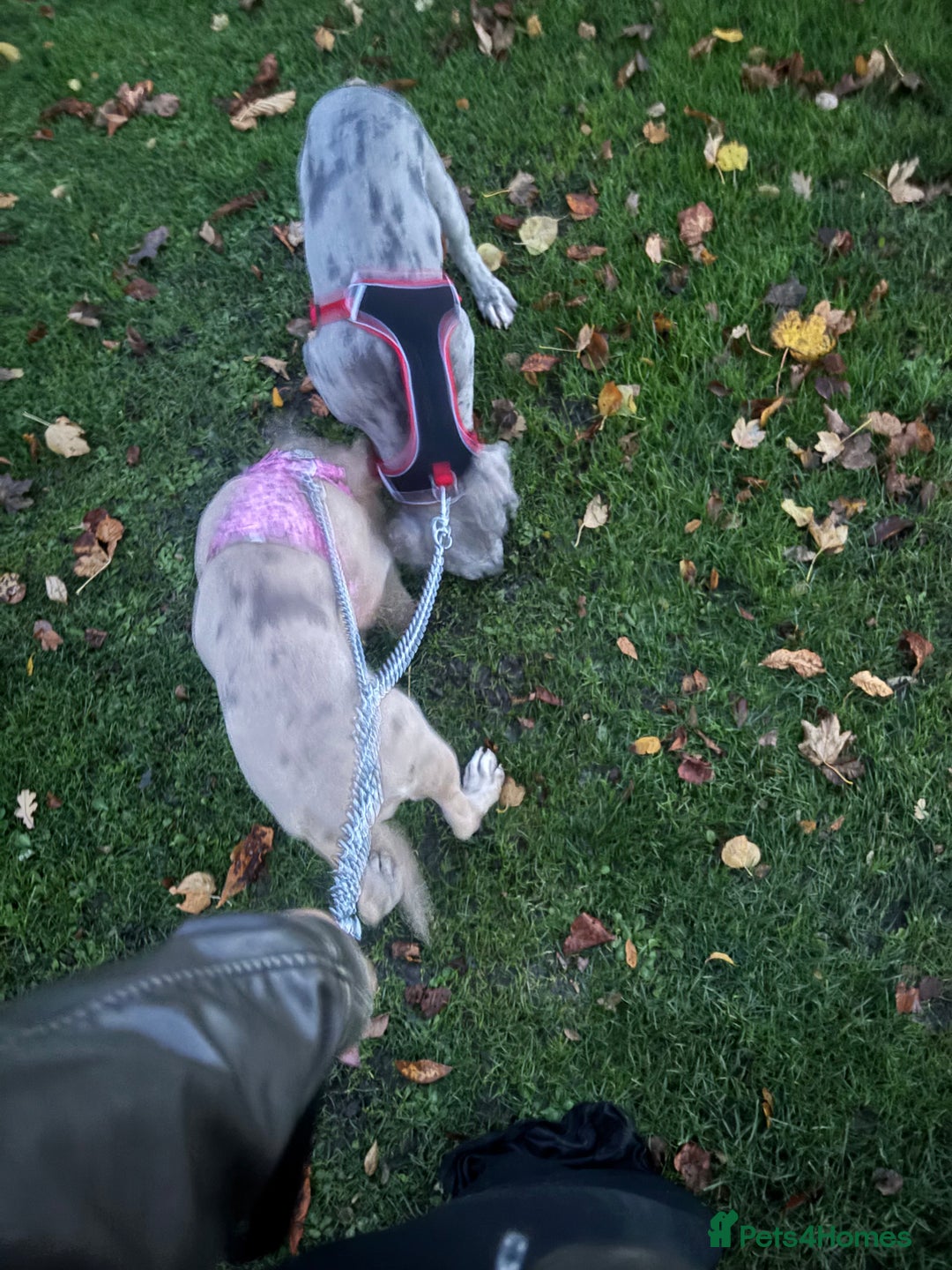 Mixed Breed dogs for sale: KODA. - Advert 4