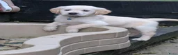 Golden Retriever dogs for sale: KC registered cream golden retriever  - Advert 4
