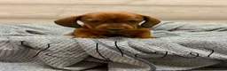 Miniature Dachshund dogs for sale: Miniature Dachshund Puppies for Sale in Basildon - Advert 5