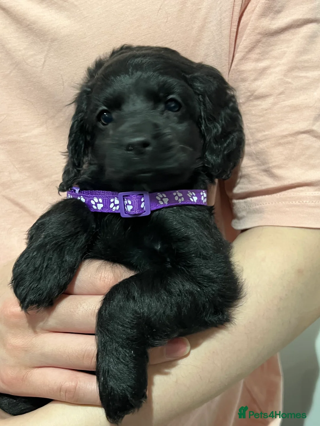 Cockapoo dogs for sale: Beautiful Cockapoo Puppies – 6 Boys & 2 Girls - Advert 8