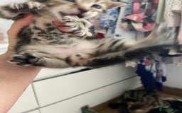 Mixed Breed cats for sale: Gorgeous tabby kittens (ONLY 1 LEFT) - Image 12