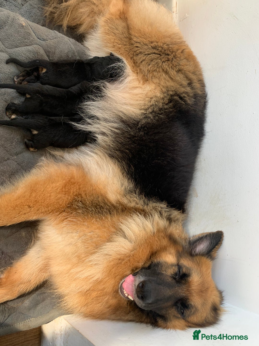 German Shepherd dogs for sale: Long-Medium hair pure bred German Shepherds 🇩🇪 - Image 9