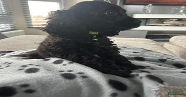 Cockapoo dogs - Advert 4
