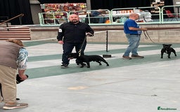 Staffordshire Bull Terrier dogs for stud: Phenomenal fertility- New Stud dog 2025 - Image 10
