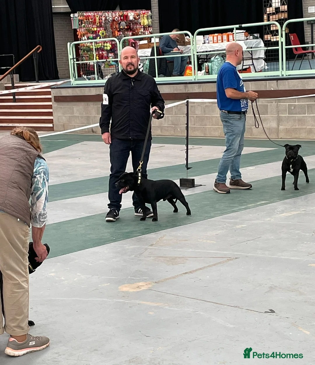 Staffordshire Bull Terrier dogs for stud: Phenomenal fertility- New Stud dog 2025 - Advert 2