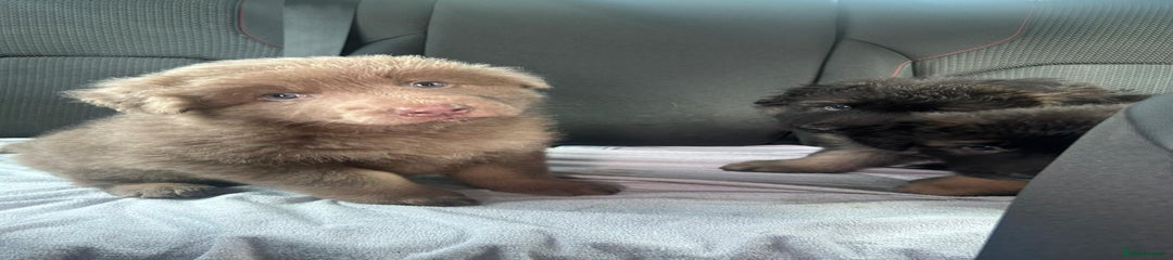 German Shepherd Puppy 1