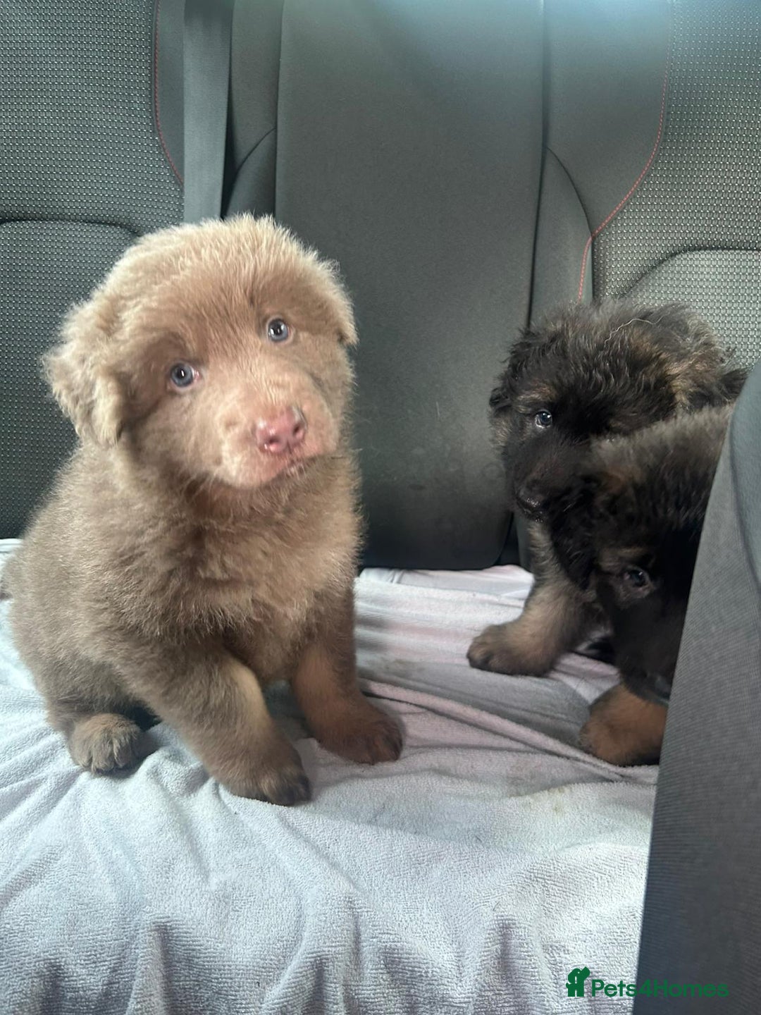 German Shepherd dogs for sale: KC REG GSD PUPPIES FULLY SCORED AND TESTED PARENTS - Image 36