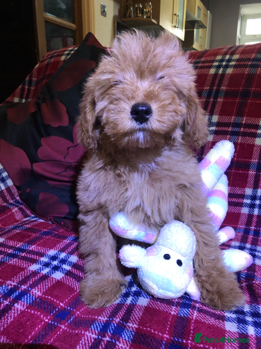 Cockapoo dogs for sale: Cockapoo puppies for sale  - Advert 33