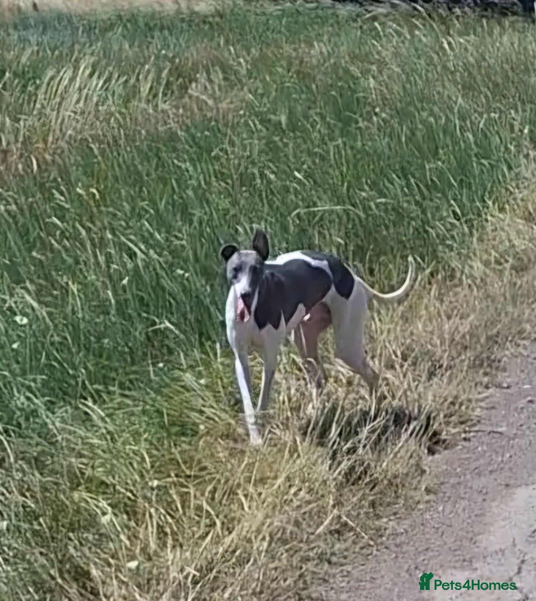 Whippet dogs Blue Particolour Stud Lincolnshire  - Advert 3