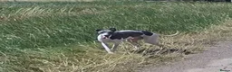 Whippet dogs for stud: Blue Particolour Stud Lincolnshire  - Advert 1