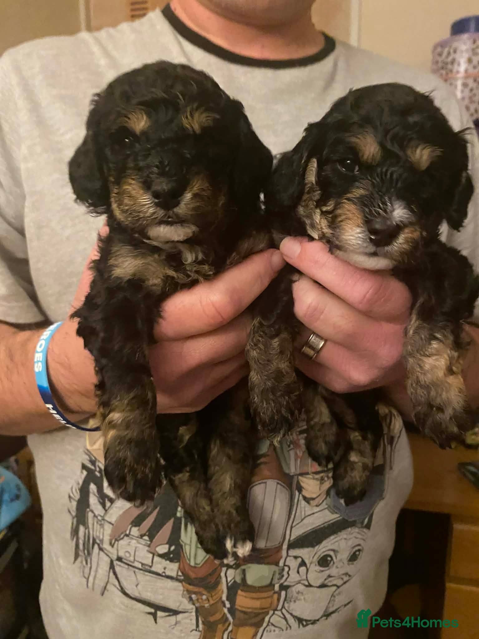 Cavapoochon dogs Beautiful Rare Phantom Toy Cavapoochon Puppies - Advert 1