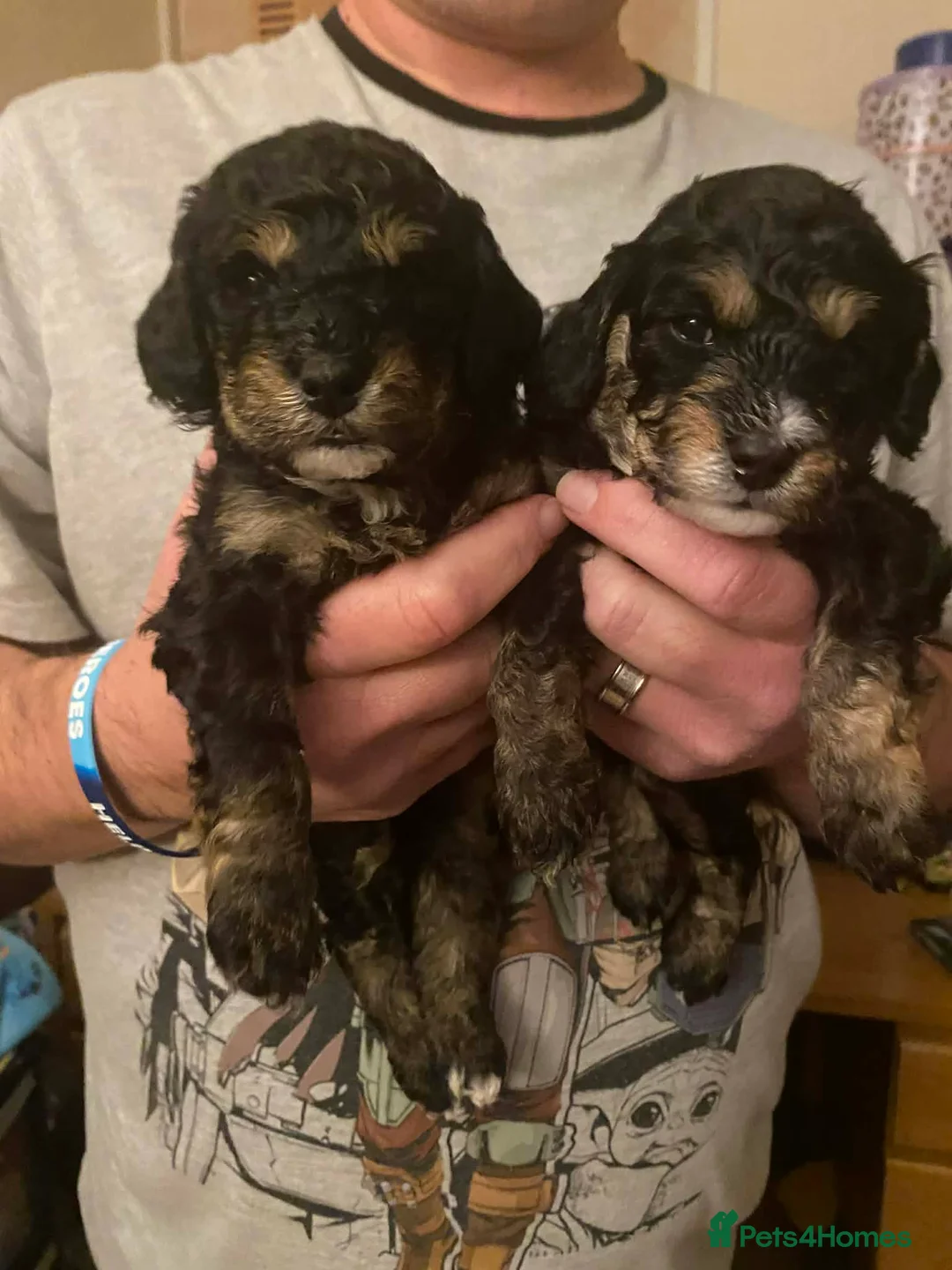 Cavapoochon dogs for sale: Beautiful Rare Phantom Toy Cavapoochon Puppies - Advert 1