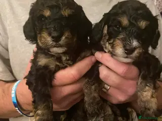 Cavapoochon dogs Beautiful Rare Phantom Toy Cavapoochon Puppies - Advert 1